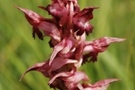 Anacamptis martrinii